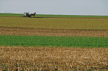 Buggy, Fall Landscape, Usa