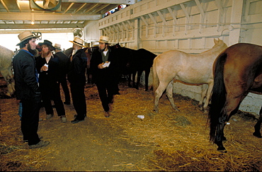 New Holland Horses Auction, Usa