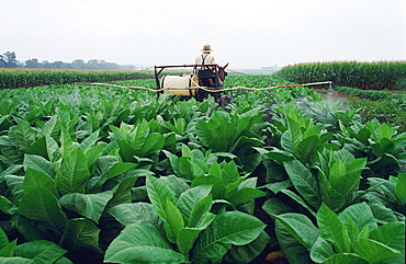 Bird-In-Nest, Amish Farmer Treating Tobacco, Usa