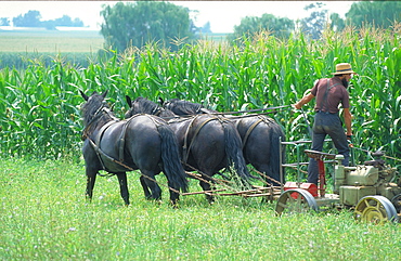 Mr Ash Harvesting Corn With Mules, Usa