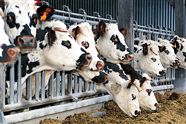 Normand Cows Feeding, Normandy, France