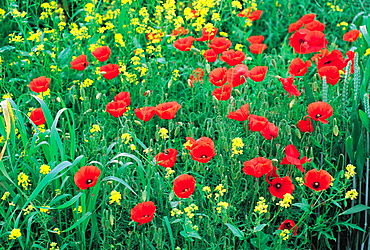 Wild Fields Flowers, Normandy, France