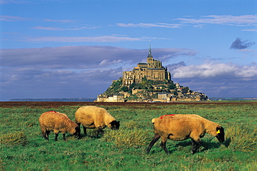 Mt St Michel & Sheep Grazing, Normandy, France