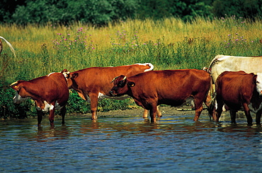 Cows Bathing In River Seine, Normandy, France