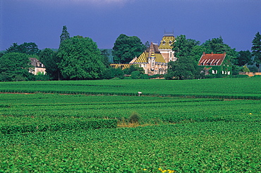 Cote De Beaune, Vosne Vineyard, Burgundy, France