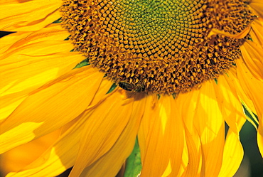 Sunflower & Bee, Close-Up, Burgundy, France