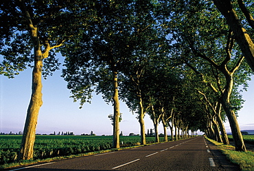 Cote De Beaune Road, Burgundy, France