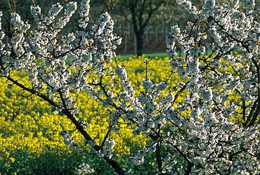 Apple Trees Blossoming, Spring, Burgundy, France