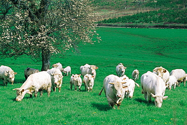 Vezelay, Sheep Grazing In Spring, Burgundy, France