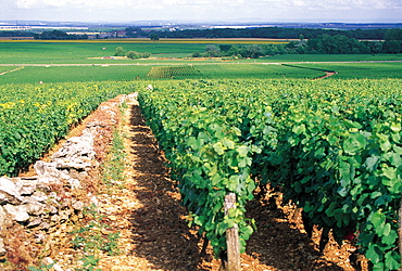 Chambertin Vineyard, Burgundy, France