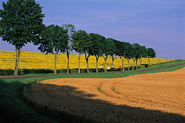 Country Road, Burgundy, France