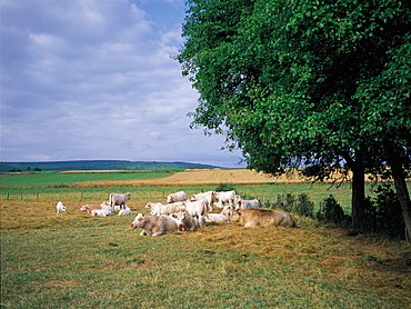 Mercurey, Charolais Cows Grazing, Burgundy, France