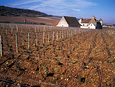 Clos Vougeot, Vineyard In Winter, Burgundy, France