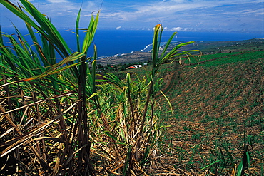 Cane Field With Indian Ocean In The Distance, Reunion