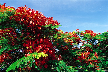 Flamboyant Tree, Winter Blossom, Reunion