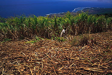 Cropping Sugar Cane, Ocean In The Distance, Reunion