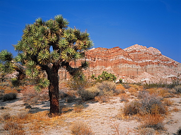 Red Rocks Canyon And Joshua Trees, California, Usa