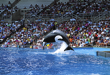 Orca performing during a show, Sea World, Orlando, Florida, USA