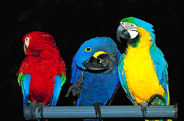 Three Parrots, Florida, Usa