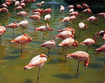 Floridian Flamingoes, Everglades, Florida, Usa