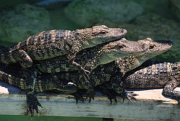 Young Gators, Miami Gator Farm, Florida, Usa