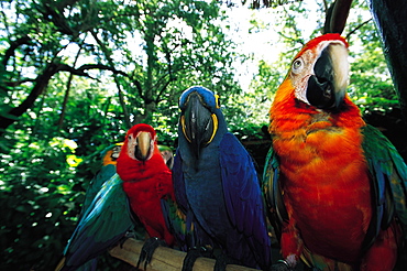 Parrots Jungle, Miami, Florida, Usa