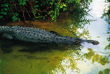 Everglades Alligator, Florida, Usa