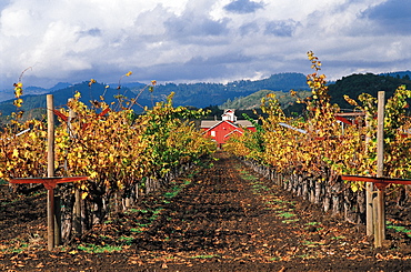 Beringer Vineyards At Fall, Napa Valley, California, Usa