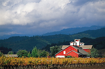 Landscape At Fall, Napa Valley, California, Usa