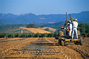 Replanting After Philloxera, Napa Valley, California, Usa