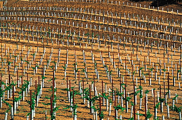 Newly Planted Vineyards, Napa Valley, California, Usa