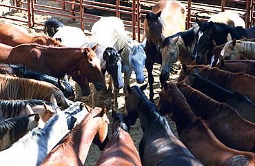 Usa, Arizona, Window Rock Rodeo, Horses Plot