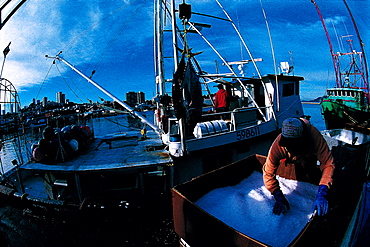 Fishermen Harbour, Unloading Tunas, San Francisco, Usa