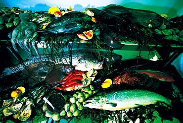 Farallon Restaurant, Fishes, San Francisco, California, Usa