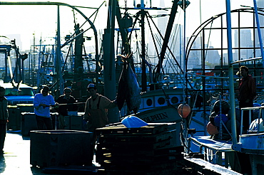 Unloading Freshling Caught Tunas, Fishemen Wharf, San Francisco, California, Usa