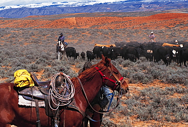 Cow-Boys On Cattle Drive, Wyoming, Usa