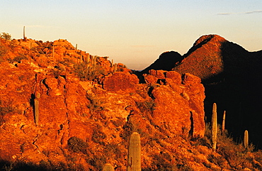 Sonora Desert At Dusk, Arizona, Usa