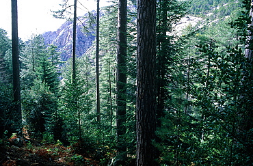 France, Corsica, South, Eviza Forest, Corsican Pines