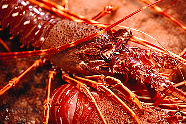 France, Corsica, South, Bonifacio, Saturday Market, Fresh Lobsters