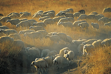 Turkey, Cappadoce, Herd Of Sheep