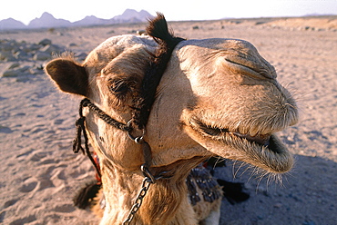 Syria, West Desert, Head Of A Bedouins Camel Near Palmyra 