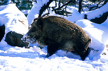 Sweden In Winter, Wild Boar In Fresh Snow 