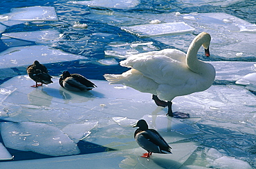 Sweden In Winter, Stockholm, Swan And Ducks On Harbour Ice 