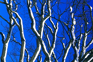 France, Alps In Winter, Tree Branches After Snow Fall 