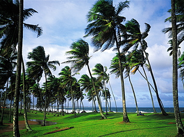 Brazil, Salvador De Bahia.The Seaside Park With Cococnuts Palms