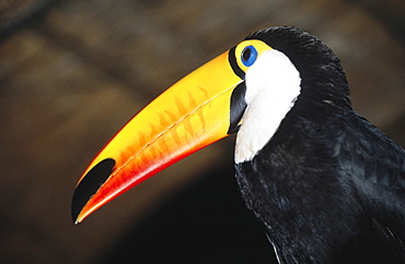 Brazil, Recife.A Tucan Bird