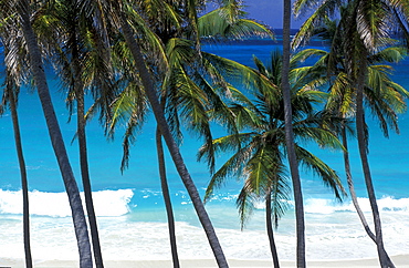 Caribbean, West Indies, Barbados, East Coast, Bottom Bay Beach