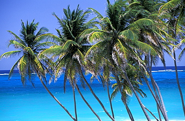 Caribbean, West Indies, Barbados, East Coast, Bottom Bay Beach