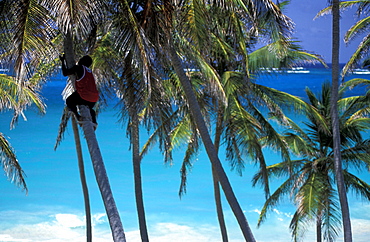 Caribbean, West Indies, Barbados, East Coast, Bottom Bay Beach