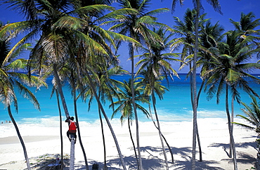 Caribbean, West Indies, Barbados, East Coast, Bottom Bay Beach